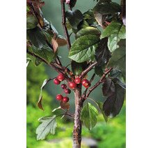 Gren av ett prydnadsäppelträd med röda frukter och mörkgröna blad.