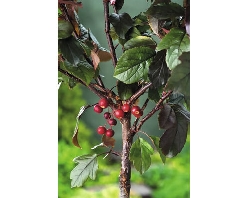 Gren av ett prydnadsäppelträd med röda frukter och mörkgröna blad.