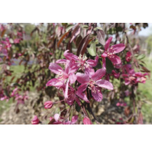 Blommande prydnadsapel med rosa blommor och mörka blad.