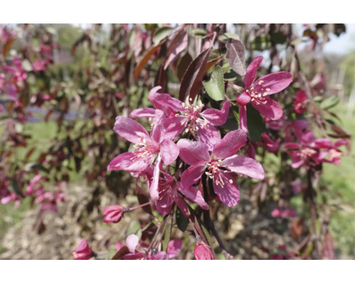 Blommande prydnadsapel med rosa blommor och mörka blad.