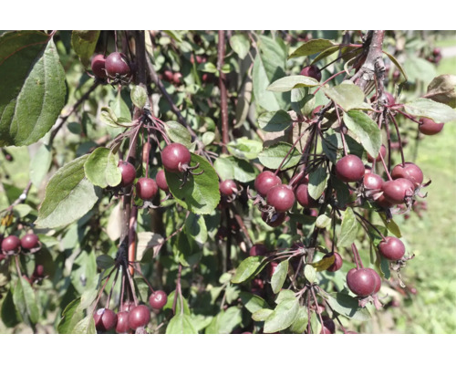 Prydnadsapel med små mörkröda frukter och gröna blad på grenar.