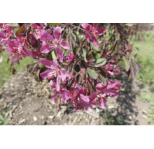 Närbild på prydnadsapel med mörkrosa blommor och mörkt bladverk.