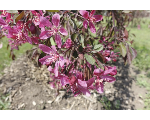 Närbild på prydnadsapel med mörkrosa blommor och mörkt bladverk.