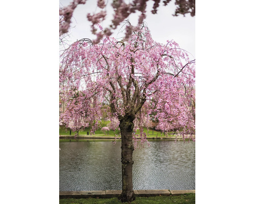 Blommande hängprydnadskörsbär med rosa blommor vid ett vatten.