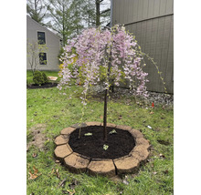 Hängkörsbärsträd med rosa blommor i en cirkulär rabatt med stenkant på en ljus gräsmatta i en organiserad trädgård.