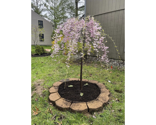 Hängkörsbärsträd med rosa blommor i en cirkulär rabatt med stenkant på en ljus gräsmatta i en organiserad trädgård.