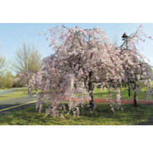 Hängprydnadskörsbär med rosa blommor i en parkmiljö intill en gångväg.