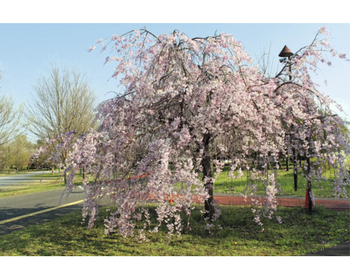 Hängprydnadskörsbär med rosa blommor i en parkmiljö intill en gångväg.