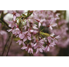 Närbild på rosa prydnadskörsbärsblommor på en gren med små gröna blad.