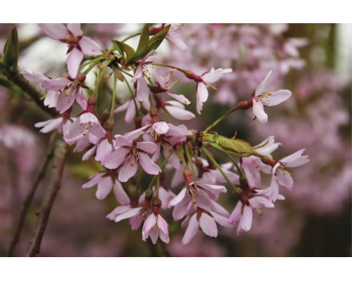 Närbild på rosa prydnadskörsbärsblommor på en gren med små gröna blad.