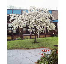 Blommande prydnadsträd med vita blommor på en gräsmatta framför en byggnad med glasfasad.