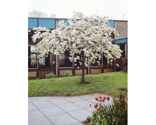 Blommande prydnadsträd med vita blommor på en gräsmatta framför en byggnad med glasfasad.