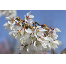 Vita blommor av prydnadskörsbär Brilliant på en gren