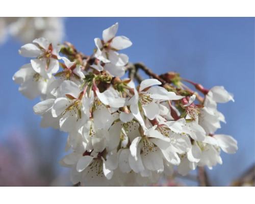 Vita blommor av prydnadskörsbär Brilliant på en gren