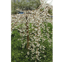 Blommande hängande prydnadskörsbär med vita blommor och hängande grenar i en trädgård.