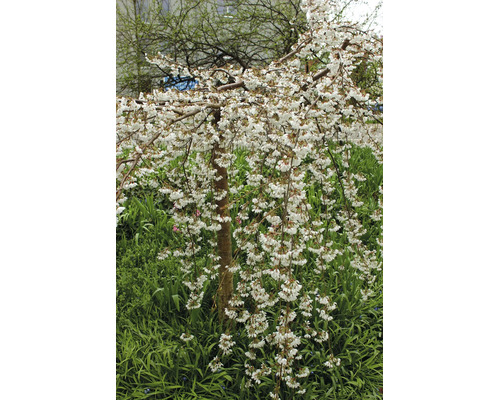 Blommande hängande prydnadskörsbär med vita blommor och hängande grenar i en trädgård.