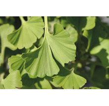 Närbild på de solfjädersformade bladen på ett ginkgoträd.