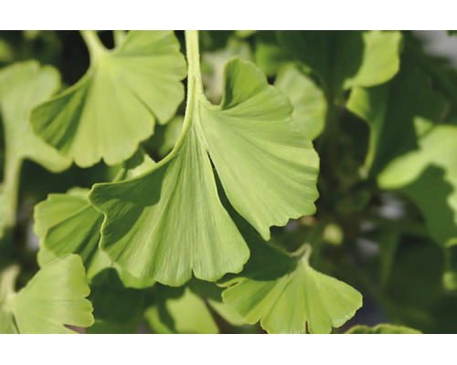 Närbild på de solfjädersformade bladen på ett ginkgoträd.