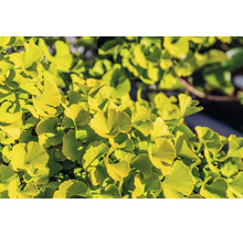 Närbild på de solfjädersformade bladen på ett ginkgoträd.