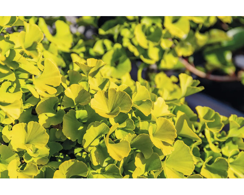 Närbild på de solfjädersformade bladen på ett ginkgoträd.