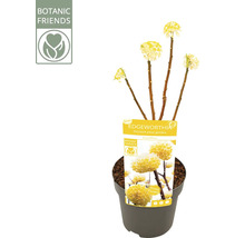 Edgeworthia chrysantha Grandiflora pappersbuske i kruka med gula blommor, Botanic Friends Logo.