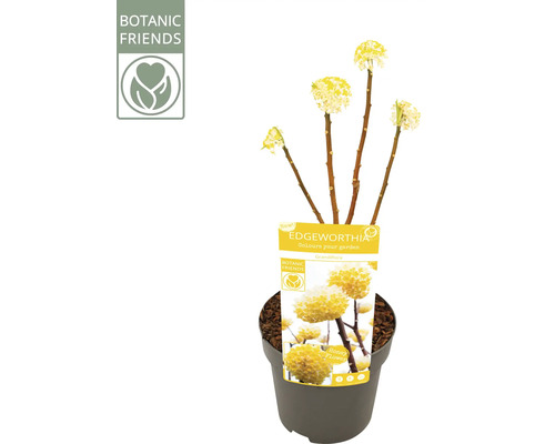 Edgeworthia chrysantha Grandiflora pappersbuske i kruka med gula blommor, Botanic Friends Logo.