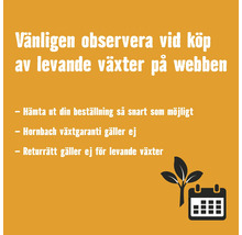 Information vid köp av levande växter online: hämta beställning snarast, Hornbach växtgaranti gäller ej, ingen returrätt.