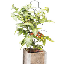 Tomatplanta med frukter på ett svart spaljé i vaxkakemönster i en kvadratisk blomlåda av trä.