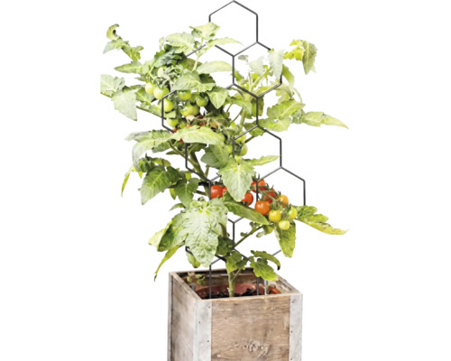 Tomatplanta med frukter på ett svart spaljé i vaxkakemönster i en kvadratisk blomlåda av trä.