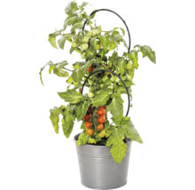 Tomatplanta med frukter i metallkruka och med svart växtstöd
