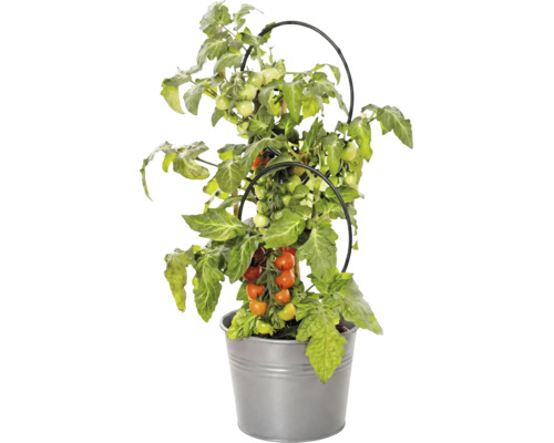 Tomatplanta med frukter i metallkruka och med svart växtstöd