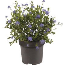 Blommande ceanothus med blå blommor i en grå plastkruka.