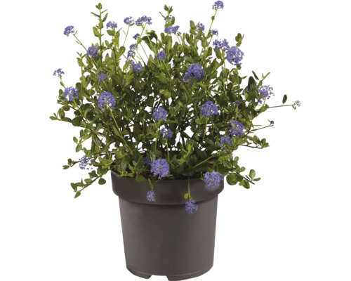 Blommande ceanothus med blå blommor i en grå plastkruka.