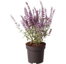 Perovskia Perovskia atriplicifolia med lila blommor i svart plastkruka