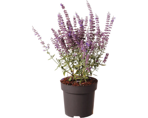 Perovskia Perovskia atriplicifolia med lila blommor i svart plastkruka