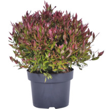 Druvljung Leucothoe fontanesiana med rödaktiga och gröna blad i en svart plastkruka.