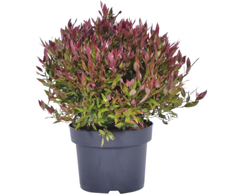 Druvljung Leucothoe fontanesiana med rödaktiga och gröna blad i en svart plastkruka.