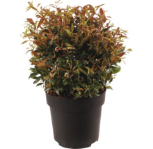 Glansmispel Photinia fraseri Little Red Robin i plastkruka