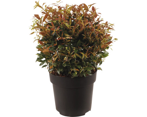 Glansmispel Photinia fraseri Little Red Robin i plastkruka