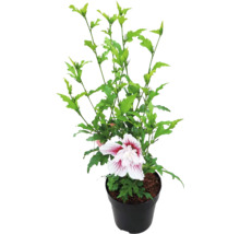 Frilandshibiskus Hibiscus syriacus med en vitröd blomma i en svart plastkruka.