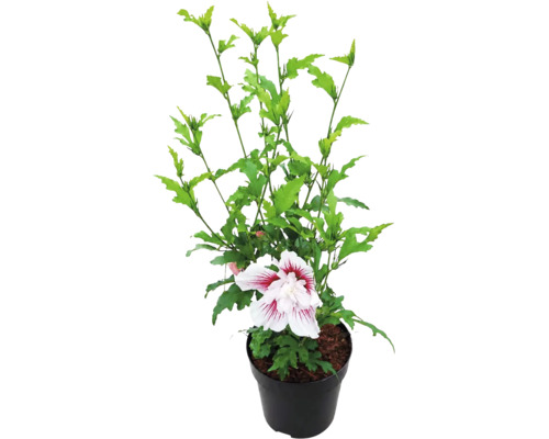 Frilandshibiskus Hibiscus syriacus med en vitröd blomma i en svart plastkruka.