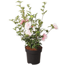 Frilandshibiskus Hibiscus syriacus med rosa och vita blommor i kruka