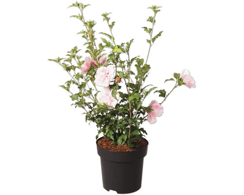 Frilandshibiskus Hibiscus syriacus med rosa och vita blommor i kruka