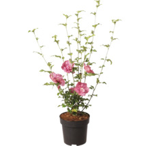 Frilandshibiskus Hibiscus syriacus med fyllda rosa blommor i en svart kruka.