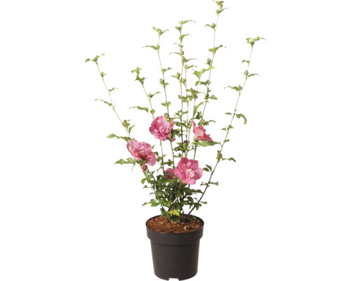 Frilandshibiskus Hibiscus syriacus med fyllda rosa blommor i en svart kruka.