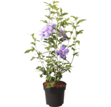 Frilandshibiskus Hibiscus syriacus i plastkruka med fyllda lila blommor och gröna blad.