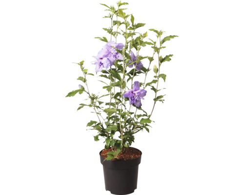 Frilandshibiskus Hibiscus syriacus i plastkruka med fyllda lila blommor och gröna blad.