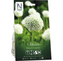 Allium Mount Everest från Nelson Garden. Klotformad blomma. Symboler för höjd cirka 80 centimeter, doft och rådjursresistens. Nelson Garden Logo.