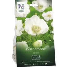 Nelson Garden Logo, 15 stycken vita bukettanemon Bride blomsterlökar, växthöjd 25 centimeter, blomning under första och tredje året.
