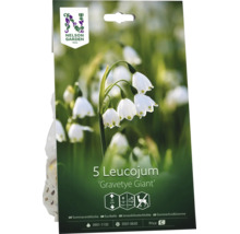 Nelson Garden Logo, blomlökar Leucojum Gravetye Giant, sommarsnöklocka, 5 stycken, växthöjd 35 centimeter.